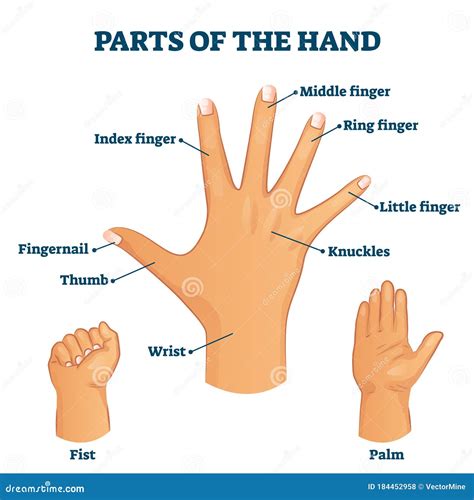 what are hands called